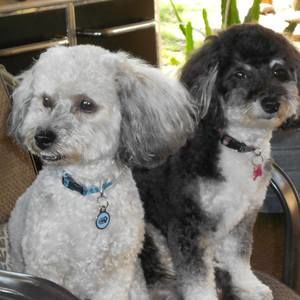 Meet your Posher, Phyllis